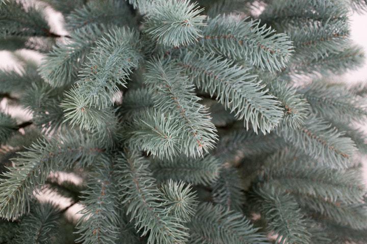 Елка литая Президенская 1,8 м Голубой - фото 2 Елка литая Президенская 1,8 м Голубой - фото 2