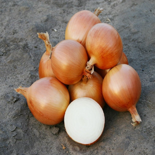 Семена Лук Каоба Enza ТД Гекса-Украина 01-16-101 250000 шт. (IR02413)