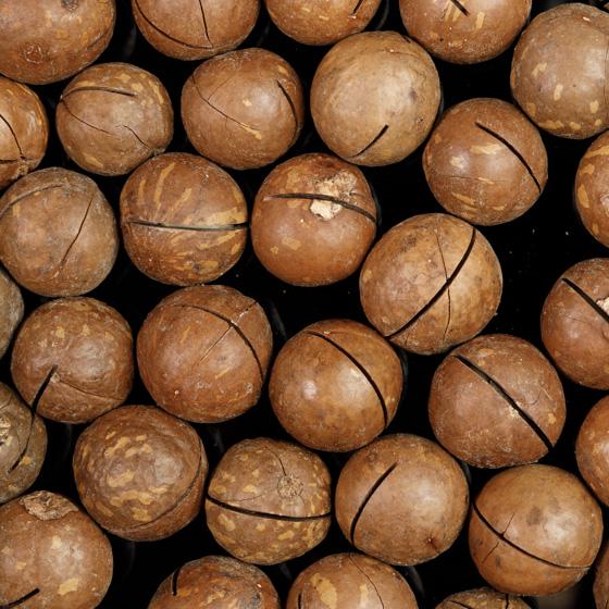 Макадамия сырой в скорлупе 500 г (15477500) - фото 2 Макадамия сырой в скорлупе 500 г (15477500) - фото 2