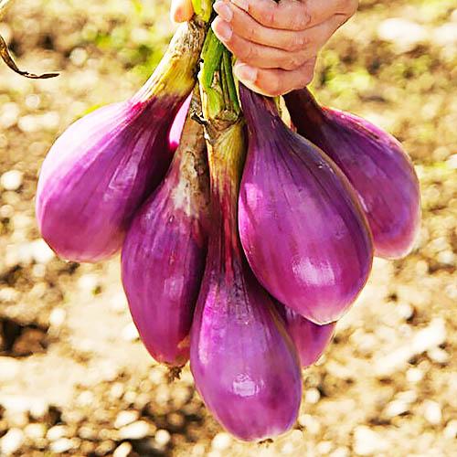 Семена Цибуля Florium Тропеана Лунга (18736)