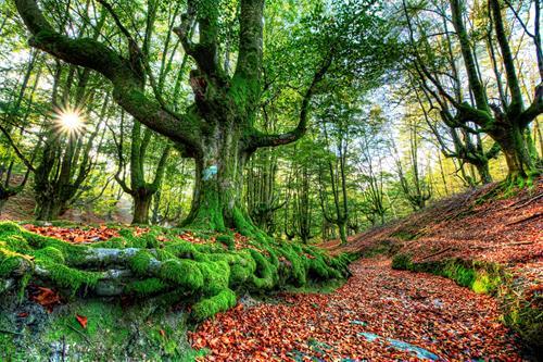 Картина на холсте Природа 35х55 см (PR241)