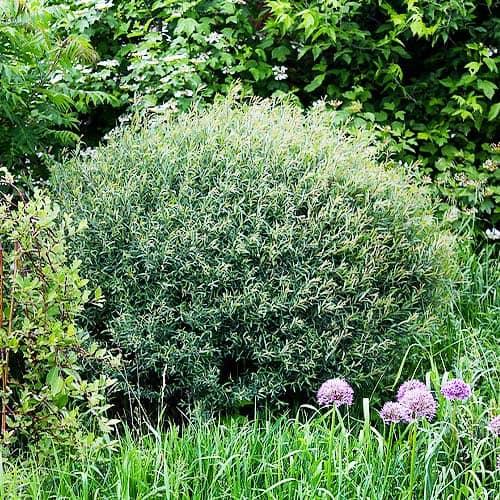 Насіння Верба Florium пурпурна Nana (10475) - фото 4 Насіння Верба Florium пурпурна Nana (10475) - фото 4