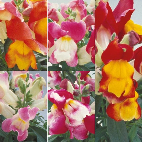 Семена цветов Львиный зев Floral Showers Bicolour Mix Sakata 125 шт. (BN06390 3)