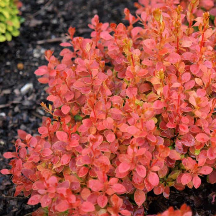 Саженец барбариса Тунберга Coral Maja Р9 (1109698785)