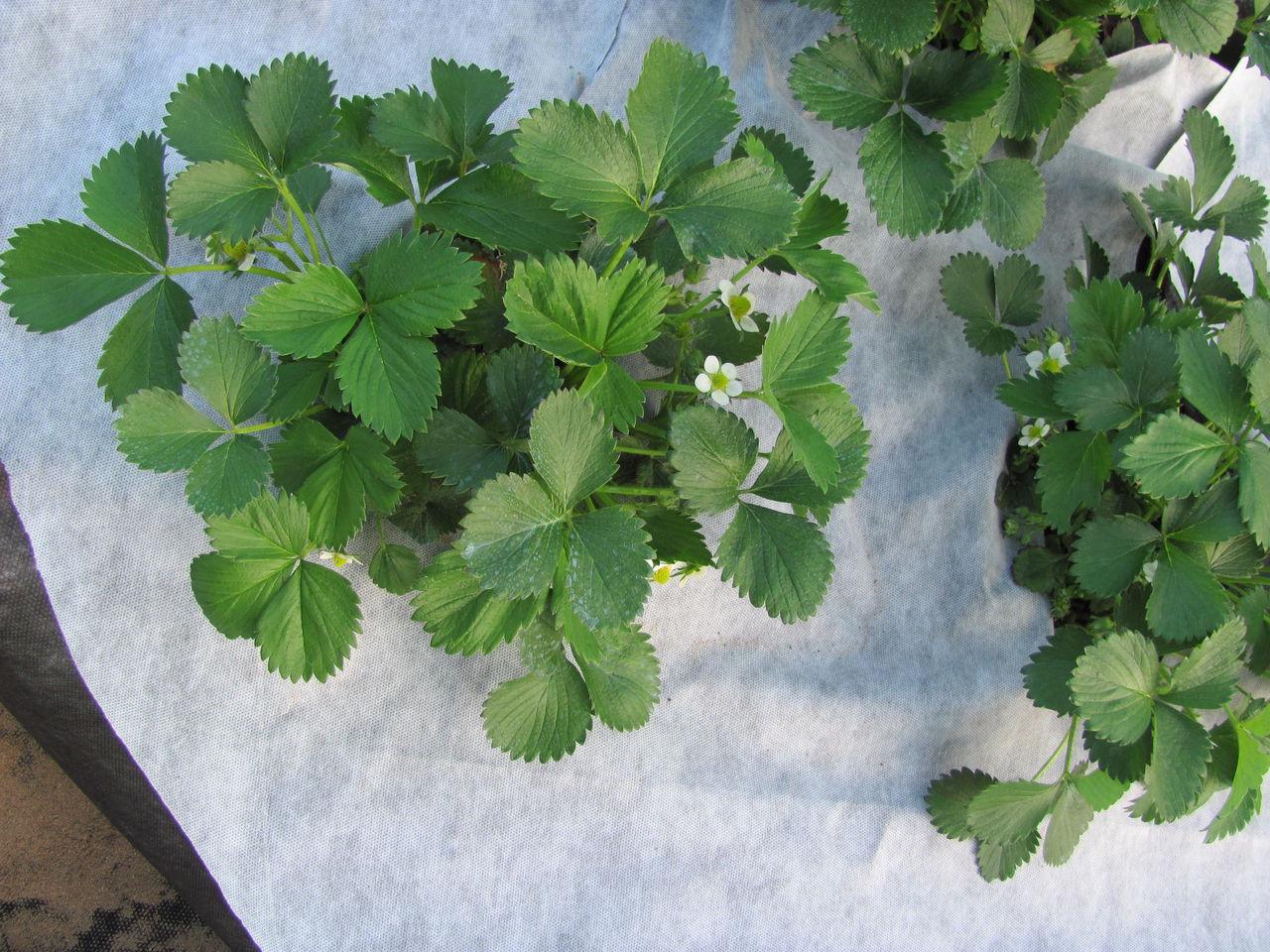 Агроволокно укрывное Love&Home 23 г/м2 1,6х10 м в пакетах (2AG23_1610) - фото 2 Агроволокно укрывное Love&Home 23 г/м2 1,6х10 м в пакетах (2AG23_1610) - фото 2