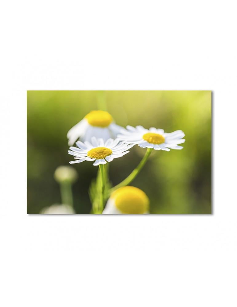 Картина модульная Ромашки 1 модуль 70x105 см