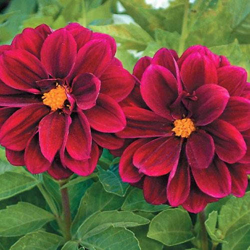 Семена Георгина Florium Кровавая Мэри (6109)
