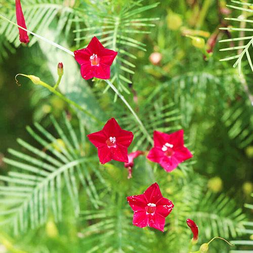 Насіння Іпомея Florium Кардинал (6100) - фото 2