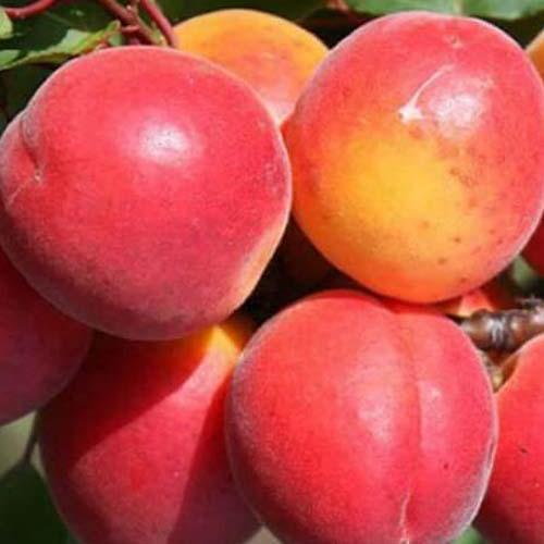 Сажанец Абрикос Приция летний сорт сверхранний срок созревания (101853) Сажанец Абрикос Приция летний сорт сверхранний срок созревания (101853)