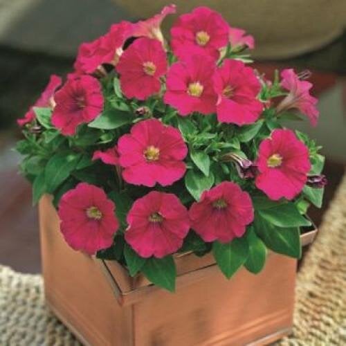 Семена цветов Петуния мелкоцветная Picobella Pink Syngenta 500 шт. (BN07236-2)