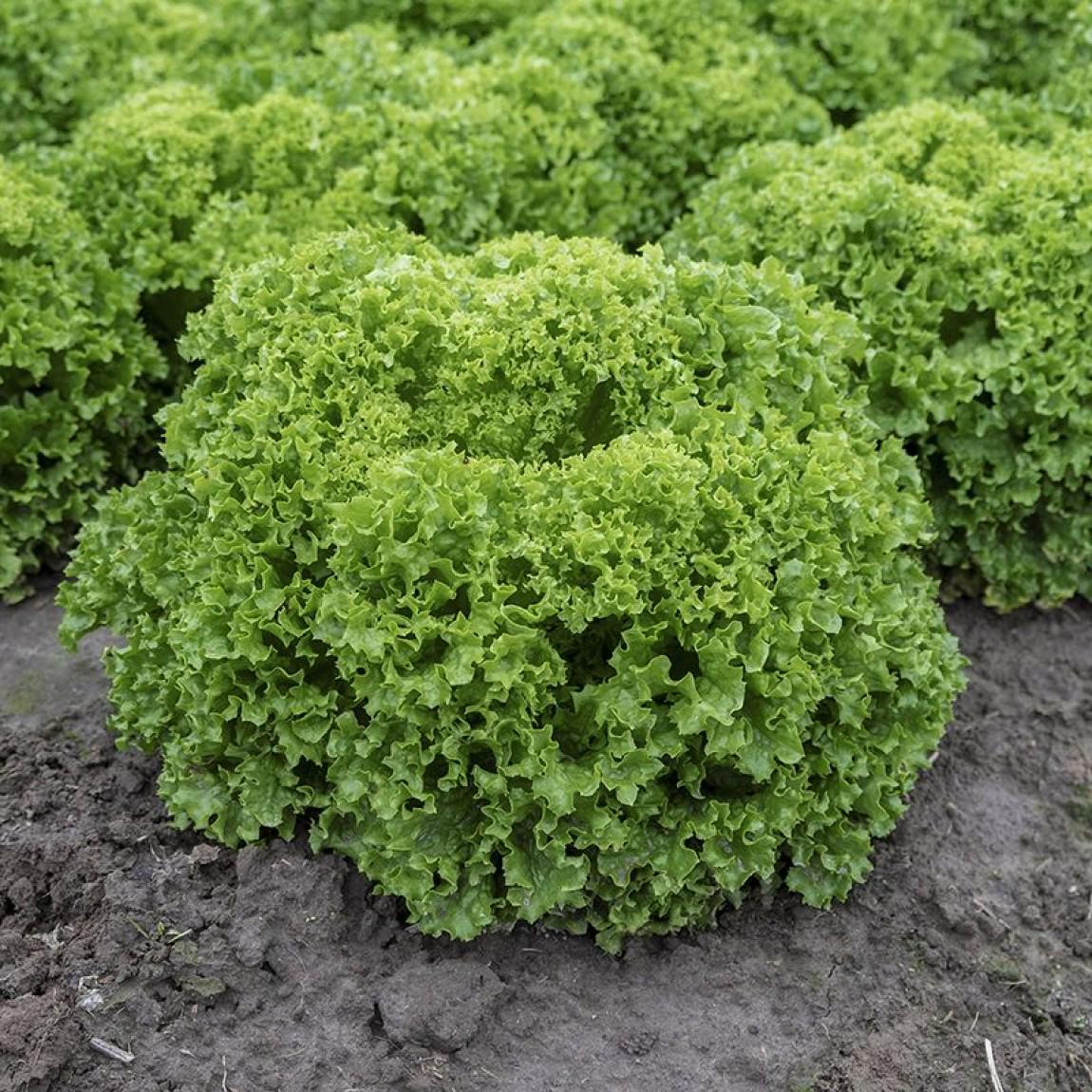 Семена Салат Илема ТД Гекса-Украина 01-26-114 5000 шт. (IR01540)