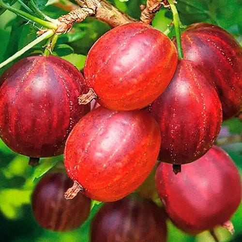 Сажанец Крыжовник бесшипный Консул средне-ранний срок созревания морозоустойчивый сорт (177576) Сажанец Крыжовник бесшипный Консул средне-ранний срок созревания морозоустойчивый сорт (177576)