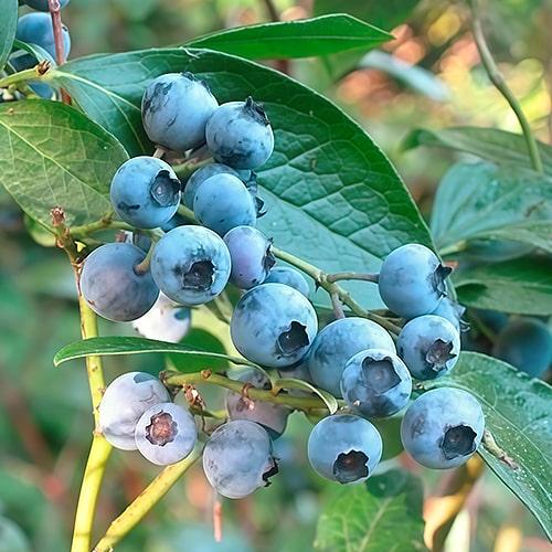 Саджанець Голубика Patriot LMTD сортова вкорінена висота 50-70 см (188038)