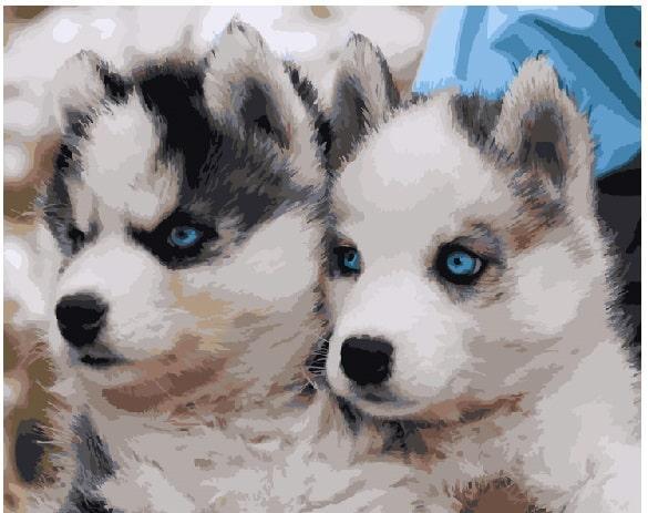 Картина по номерам Brushme GX3797 Щенки хаски 40x50 см (1234166844)