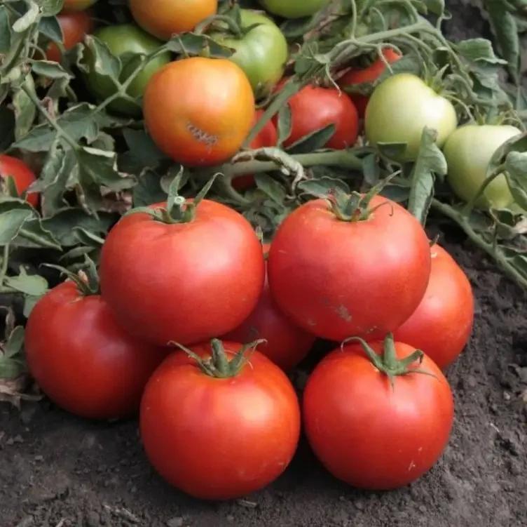 Насіння Томат Детермінантний Kitano Seeds HAYD KS 835 F1 500 шт. (2072787792) Насіння Томат Детермінантний Kitano Seeds HAYD KS 835 F1 500 шт. (2072787792)