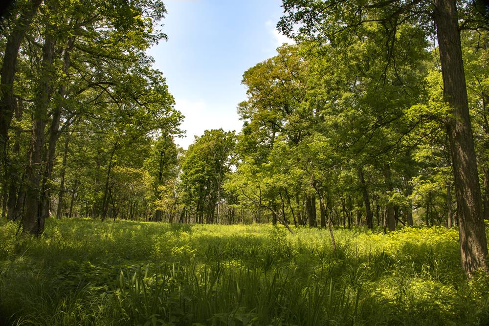 Картина Природа PR228 55х85 см