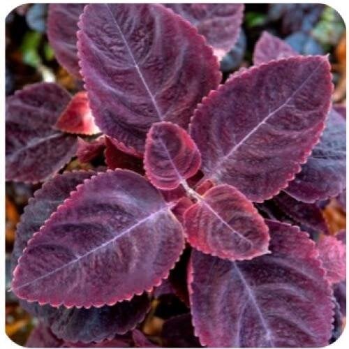 Семена цветов Колеус Mezmerize Rusty Red Floranova 50 шт. (BN12042-3)