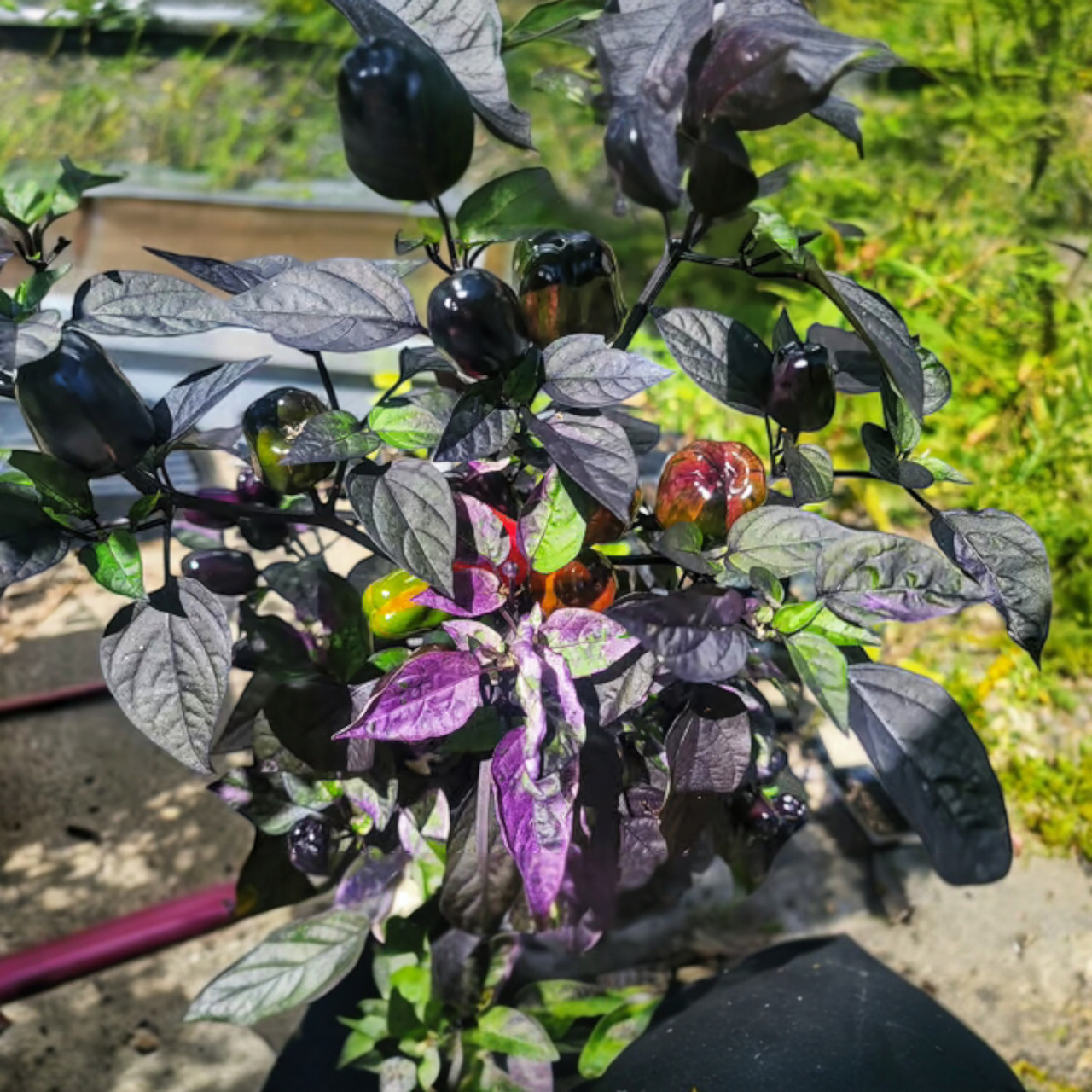 Семена Scarlett Variegated Capsicum annuum Перец острый 5 шт. (2462314456) - фото 5 Семена Scarlett Variegated Capsicum annuum Перец острый 5 шт. (2462314456) - фото 5