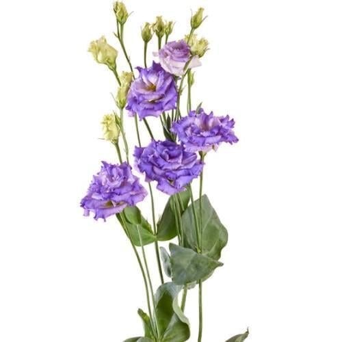 Семена цветов Эустома Лизиантус Alissa Sakata 2 Blue Flash Sakata 50 шт. (BN13260-3)
