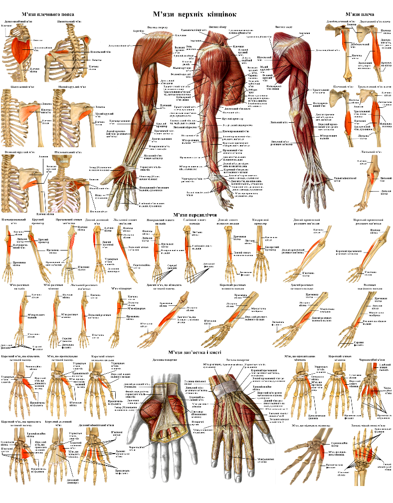 Анатомічний плакат м'язів верхніх кінцівок 50х64,5 см