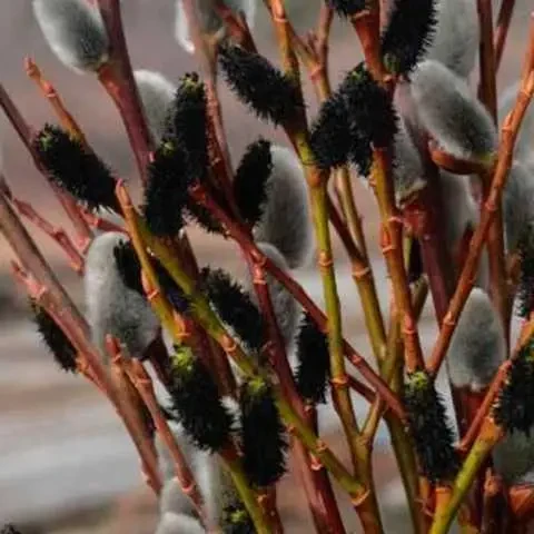 Саженцы верба Ра. Salix gracilistyla Melanostachys в горшке 2 л - фото 2