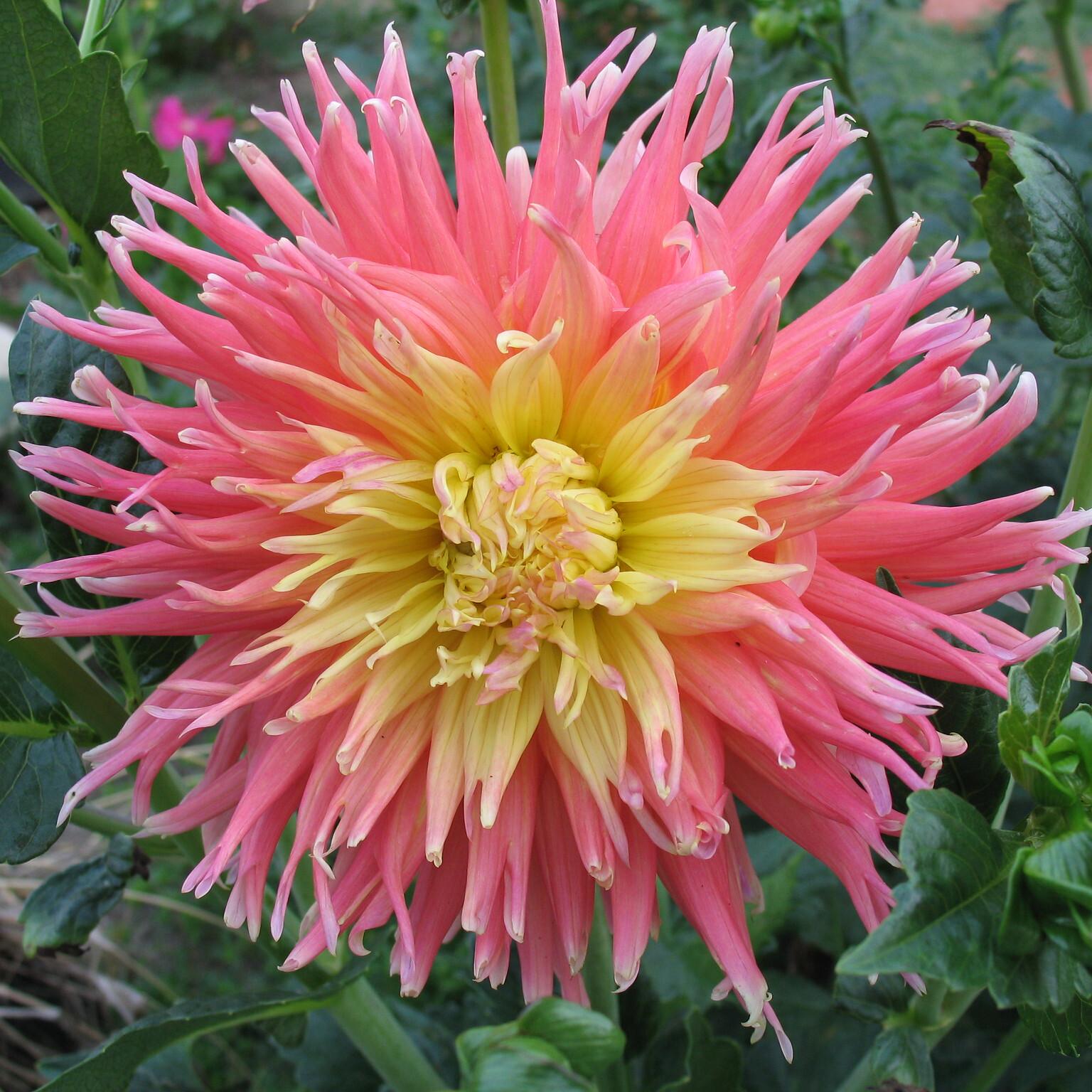 Жоржина кактусоподібна Fringed Star 3 шт. (38297937)