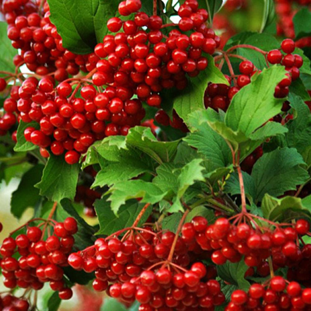 Саджанець калини Червоне Гроно (14966163) Саджанець калини Червоне Гроно (14966163)