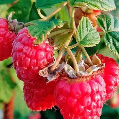 Саджанець Малина великоплідна Червона королева сорт безшипний (105197)