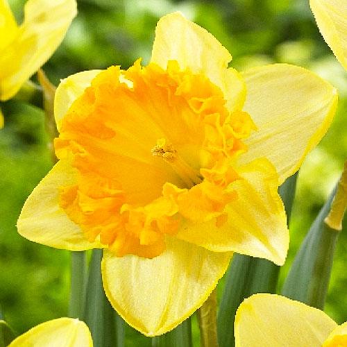 Нарцисс Florium Ferriswheel (17917)