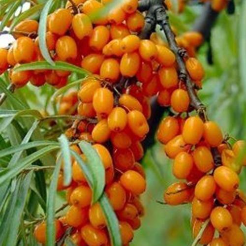 Саджанець Обліпиха Медова хлопчик/дівчина комплект середній термін дозрівання 2 шт. (24005) Саджанець Обліпиха Медова хлопчик/дівчина комплект середній термін дозрівання 2 шт. (24005)