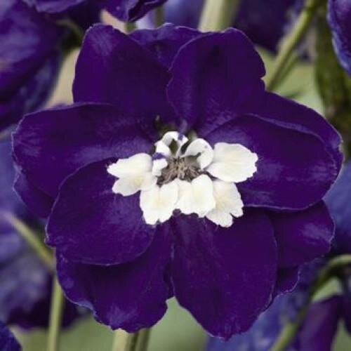 Семена цветов Дельфиниум Magic Fountains Dark Blue with White Bee Benary 250 шт. (BN04166-3)