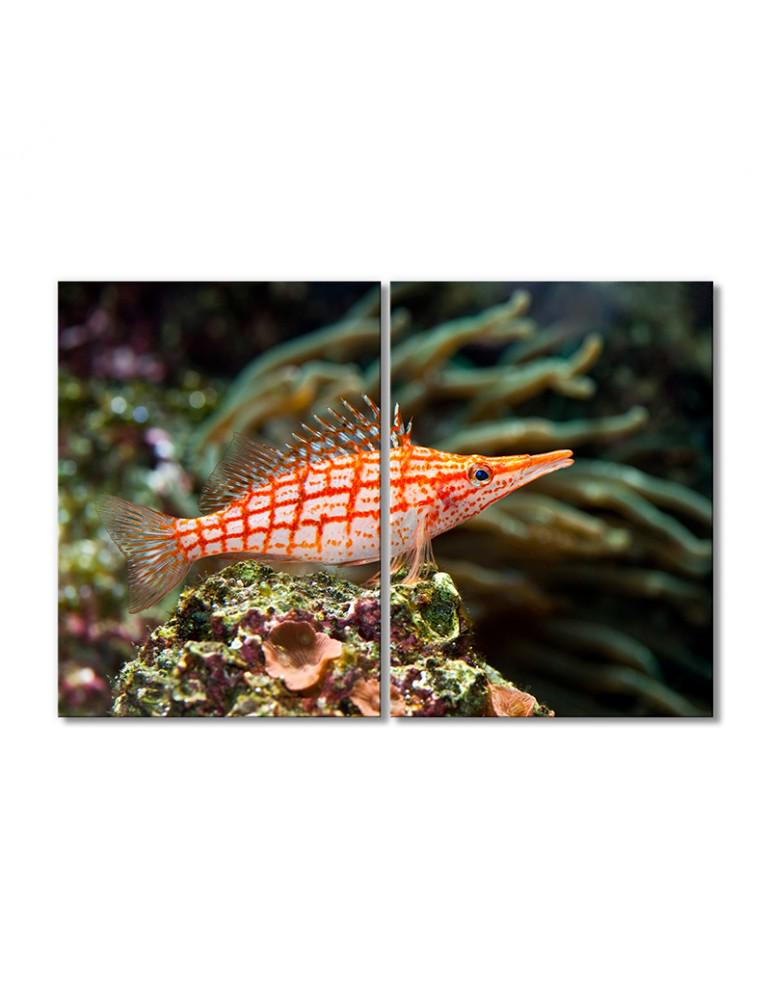 Картина модульная Рыба кораллового рифа 2 модуля 40х60 см