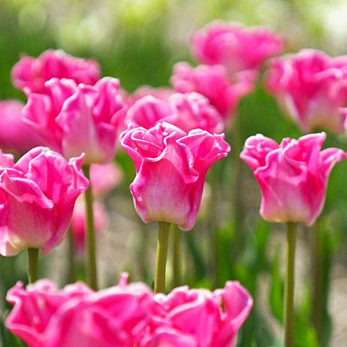 Тюльпан Florium Crown of Dynasty (15127) - фото 3 Тюльпан Florium Crown of Dynasty (15127) - фото 3