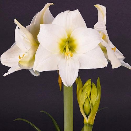 Амариллис Florium White Queen (15025)