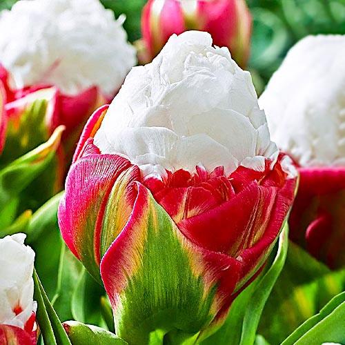 Тюльпан Florium Ice Cream 20 шт. (18888)