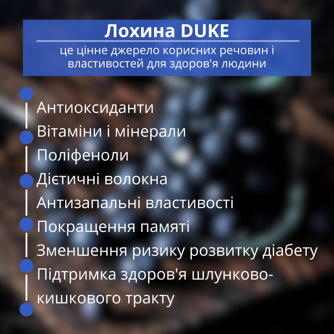 Саджанець лохини сорту Duke 2 роки 45-60 см (00248-04) - фото 5