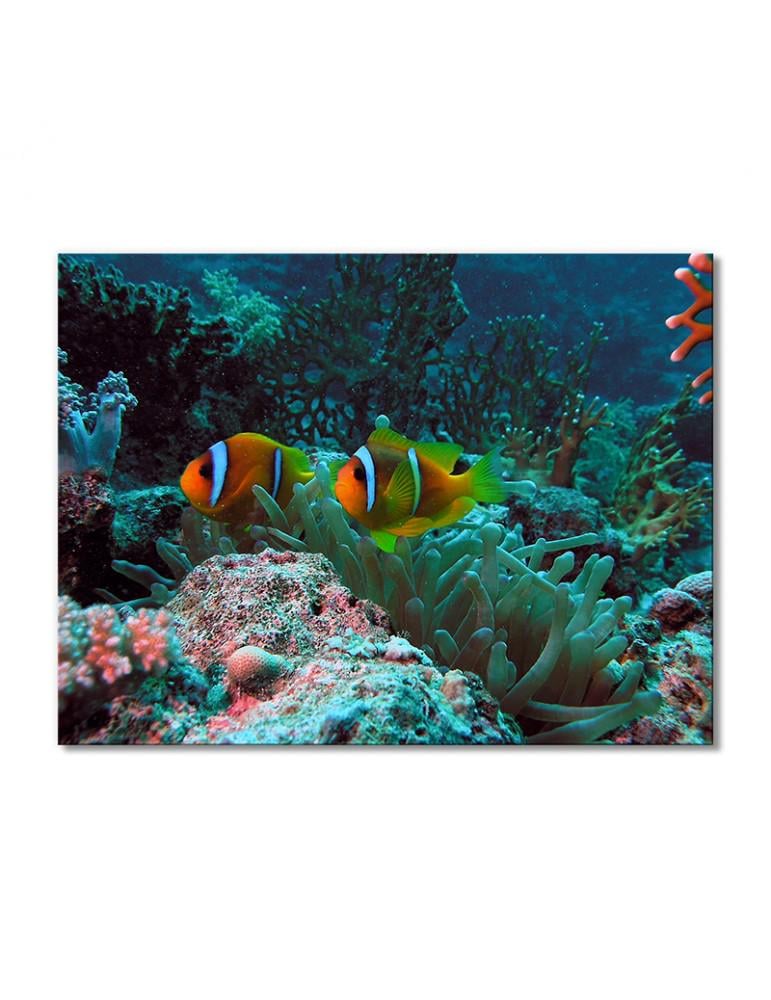 Картина модульная Рыбки клоуны 1 модуль 80x120 см