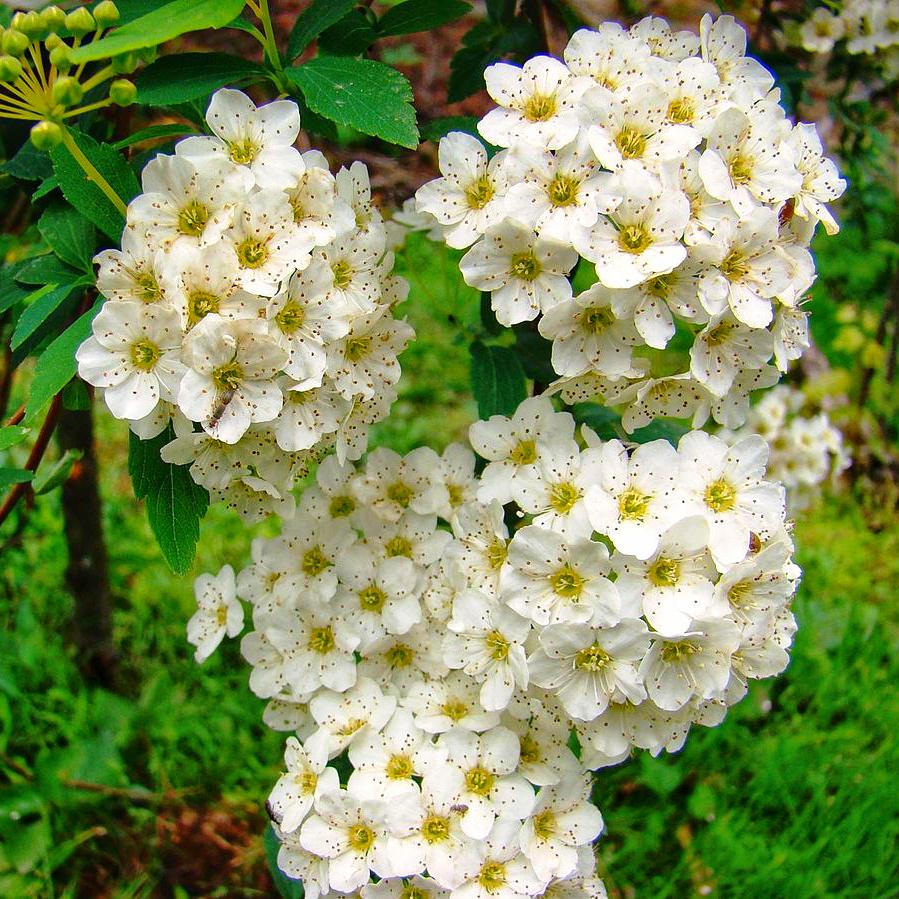 Спирея березолистая Spiraea arguta 3 шт. (38279647)