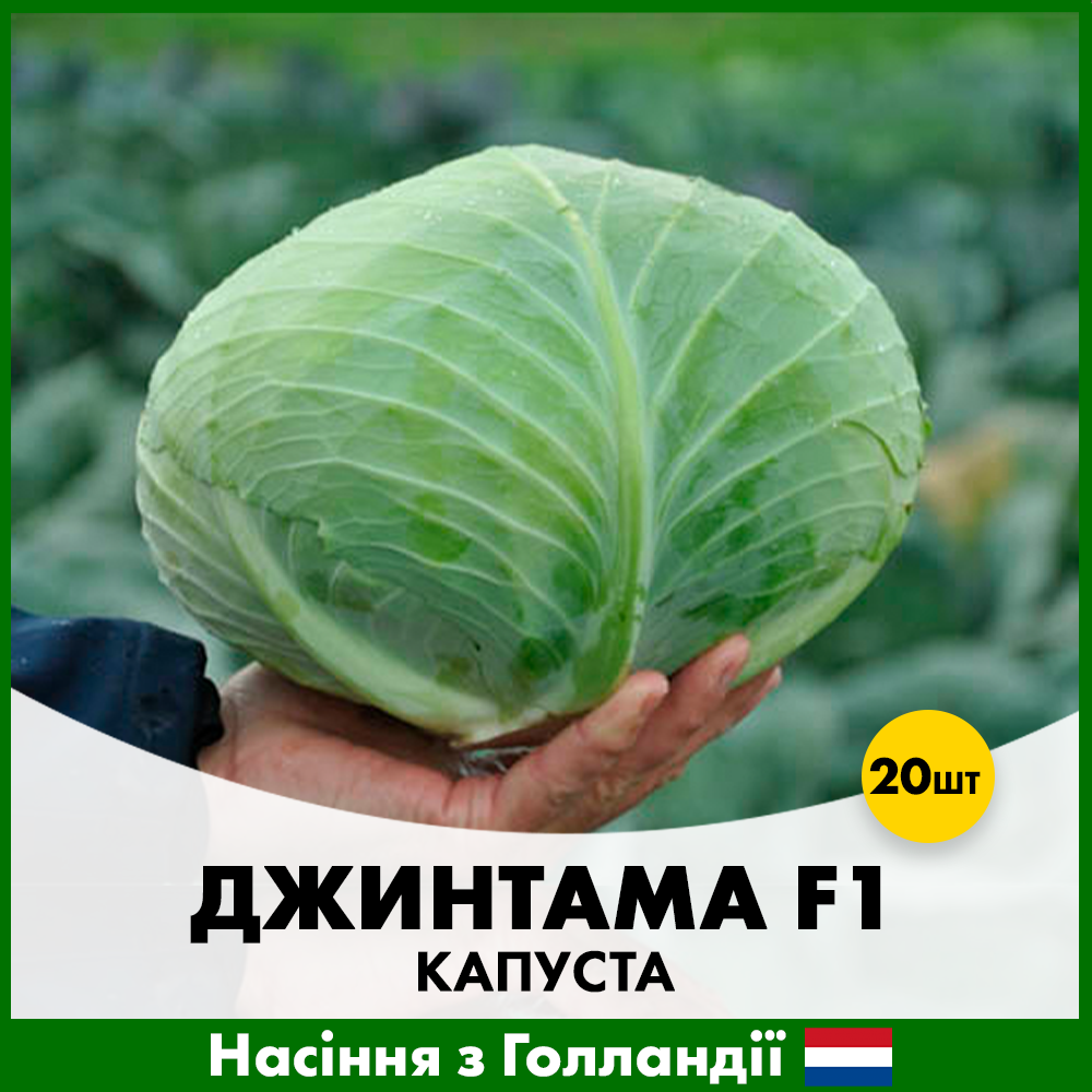 Насіння капусти Rijk Zwaan Білоголова Джинтама F1 20 шт. (R50198)