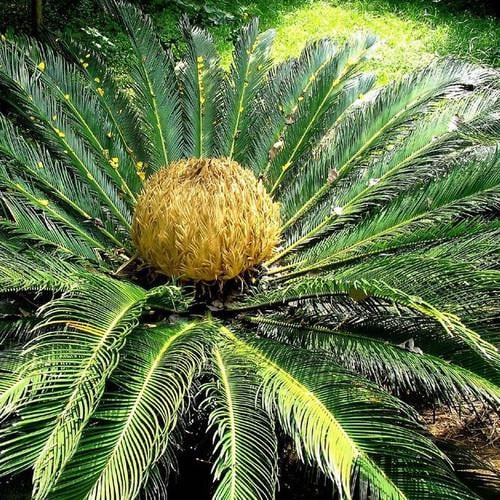 Насіння Гімалайський саговник Cycas pectinata 1 шт. (2178214806)