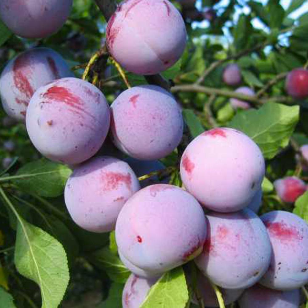 Саженец сливы Анна Шпет 1 летний (14965689)