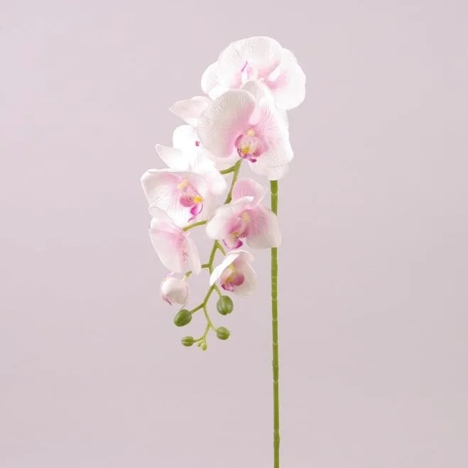 Цветок Фаленопсис Flora Белый с розовой серединкой (72794)