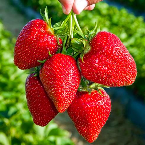 Саженец клубники Miracle of peace ремонтантная (1121639404)