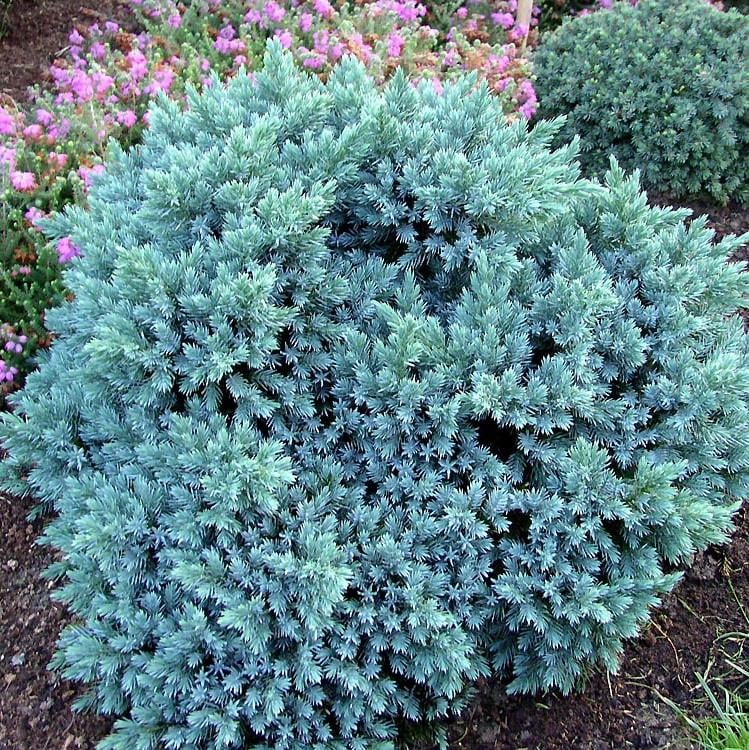 Саджанець ялівцю лускатого Juniperus squamata Blue Star Р9 (645171239) Саджанець ялівцю лускатого Juniperus squamata Blue Star Р9 (645171239)
