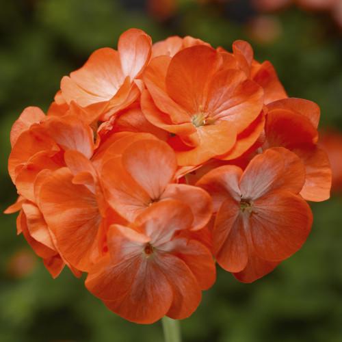 Семена цветов Syngenta Пеларгония Pinto Premium Orange Bicolor 5 шт. (BN01661-4)