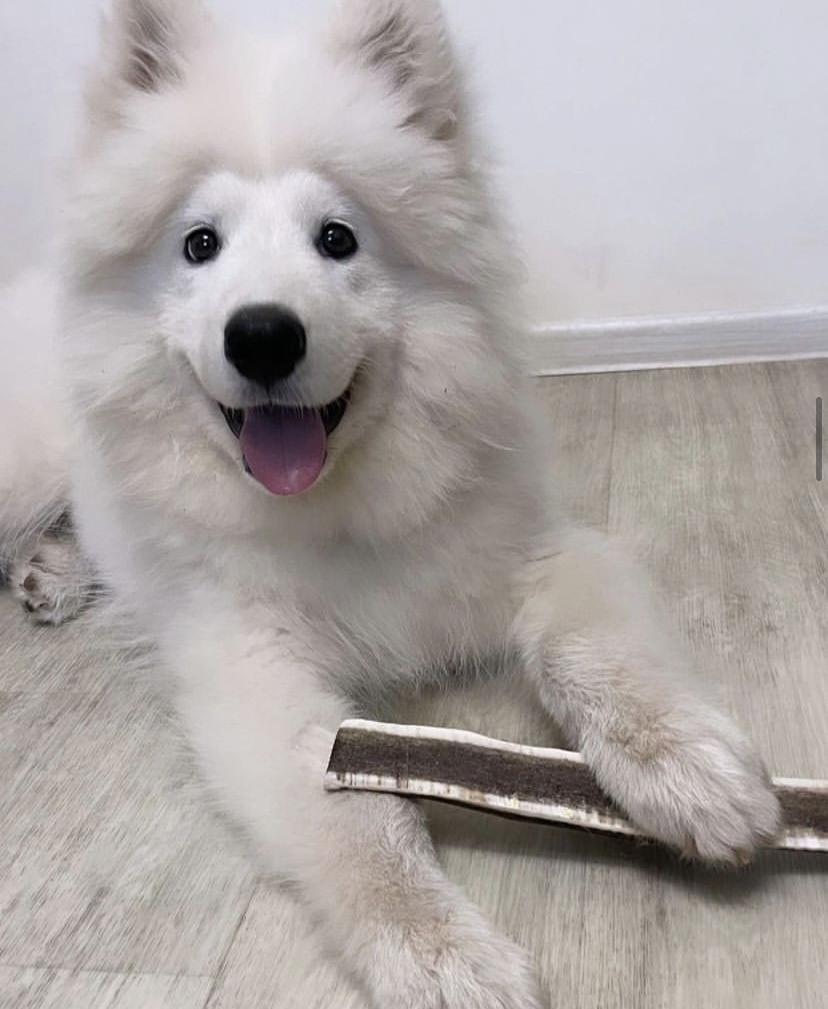 Сплит из рога оленя DogsRogs L 30 см (SplitL) - фото 3 Сплит из рога оленя DogsRogs L 30 см (SplitL) - фото 3