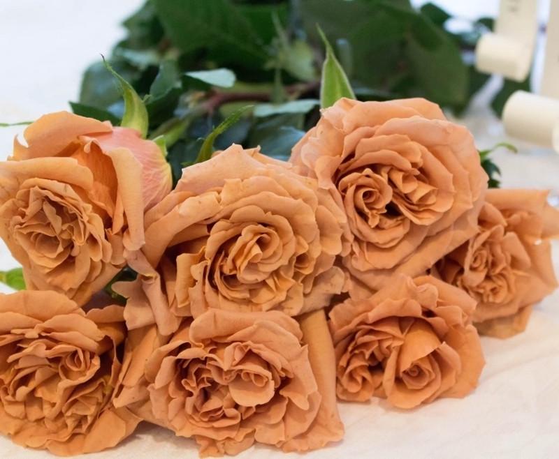 Троянда Toffee Чайно-гібридна (2669458502) - фото 4 Троянда Toffee Чайно-гібридна (2669458502) - фото 4