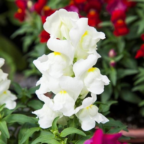 Семена цветов Floranova Львиный зев Crackle&Pop White 100 шт. (BN07548-3)