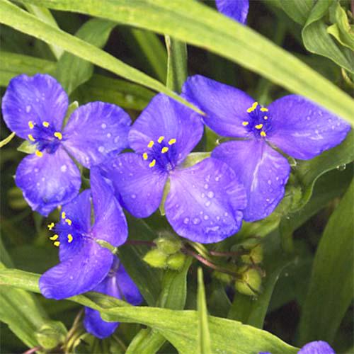 Традесканция Florium Zwanenburg Blue (9989)