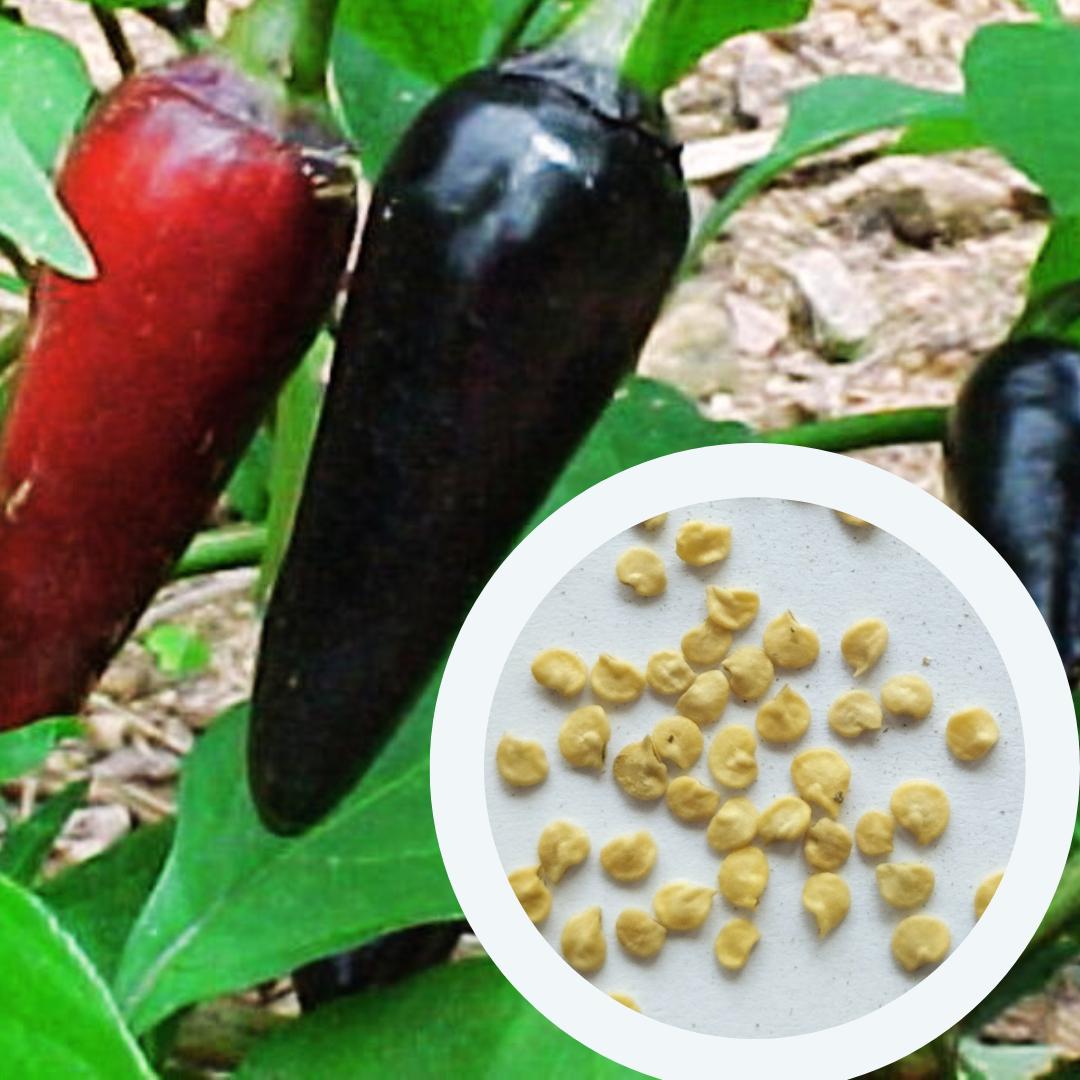 Семена Перец острый Чензо 0,25 г 50 шт. черный - фото 2